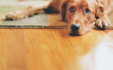 pet friendly flooring options